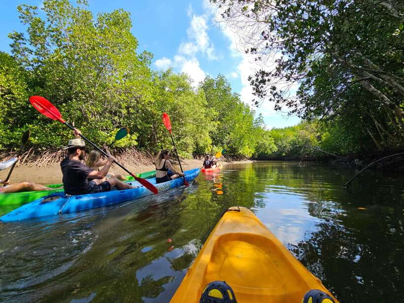 Half Day Mangrove Forest (Morning or Afternoon) - The Most Useful Part of the Guide: Where to Look and When