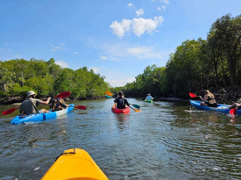 Half Day Mangrove Forest (Morning or Afternoon) - What’s Included, What Costs Extra, and Is It Worth $27?