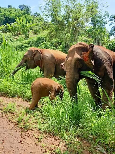 Half-day with CHIANGMAI ELEPHANT CARE program (12pm-6pm.) - Arriving at the Camp, Uniform Change, Then Lunch