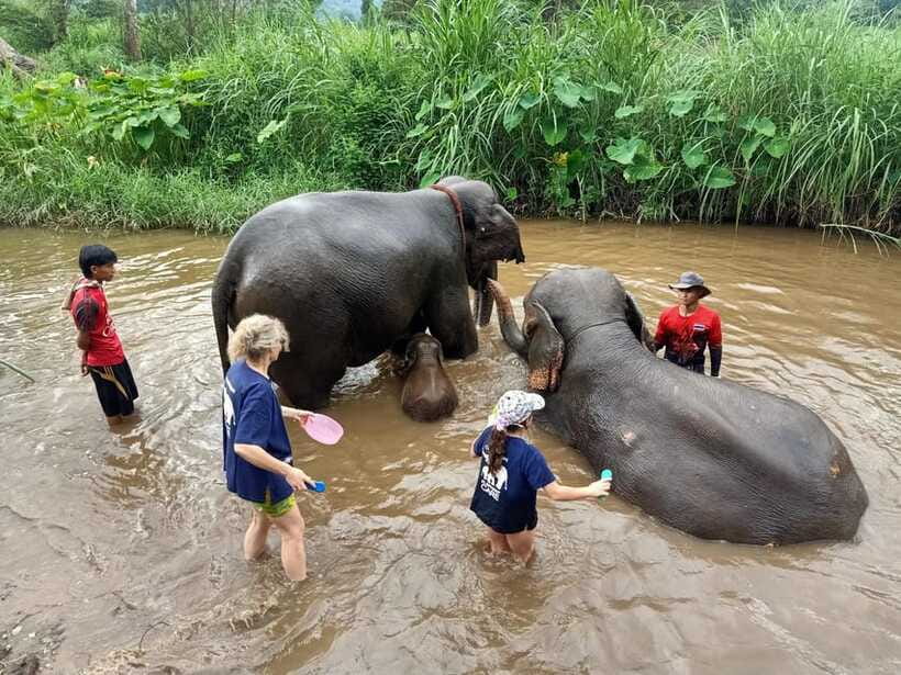 Half-day with CHIANGMAI ELEPHANT CARE program (12pm-6pm.) - The Mahouts, the Refresher Break, and Saying Goodbye