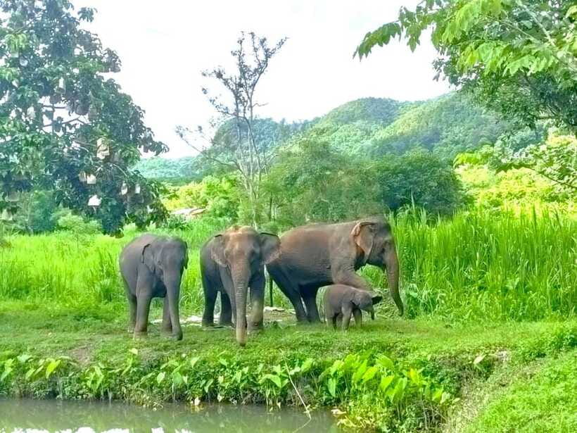 Half-day with CHIANGMAI ELEPHANT CARE program (12pm-6pm.) - Price and Value: Is 54 USD Worth It?