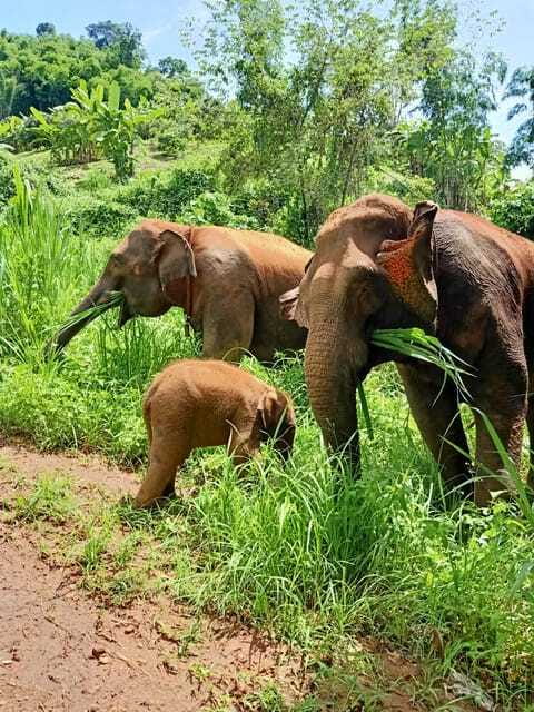 Half-day with CHIANGMAI ELEPHANT CARE program (12pm-6pm.) - Who This Experience Suits Best