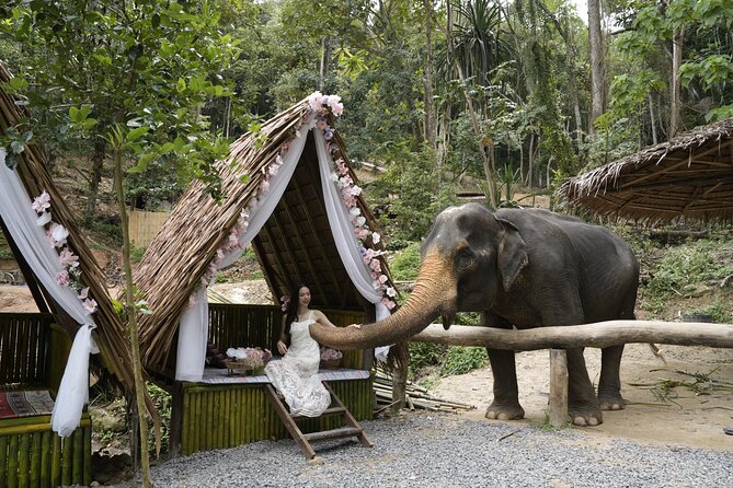 Half day with Elephants at Patong Elephant Hug （No ride No trick） - Key things to know before you go