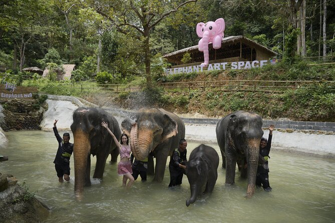 Half day with Elephants at Patong Elephant Hug （No ride No trick） - Your elephant time: vitamin balls, feeding rhythm, and calm handling