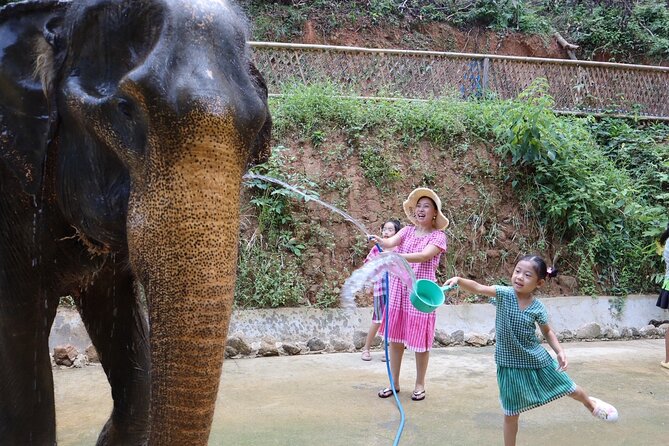 Half day with Elephants at Patong Elephant Hug （No ride No trick） - Price and value in Phuket terms