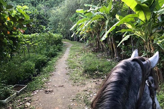 Horseback Riding 1 hour trail - Why this 1 hour ride in Chalong feels like Phuket countryside