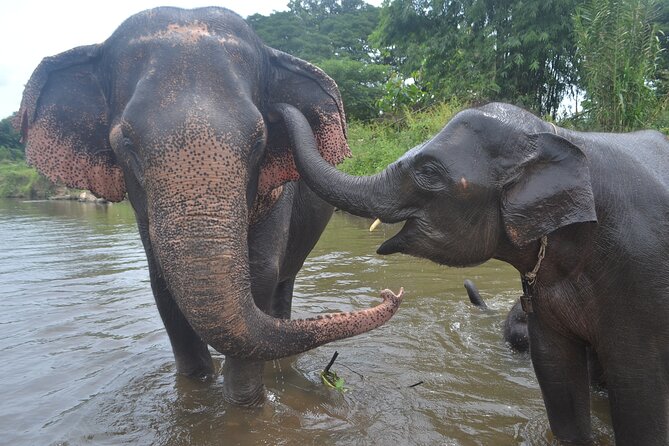 Inthanon Heaven Trail(Living Green Elephant Sanctuary) - Living Green Elephant Sanctuary, Morning Schedule and Real Expectations