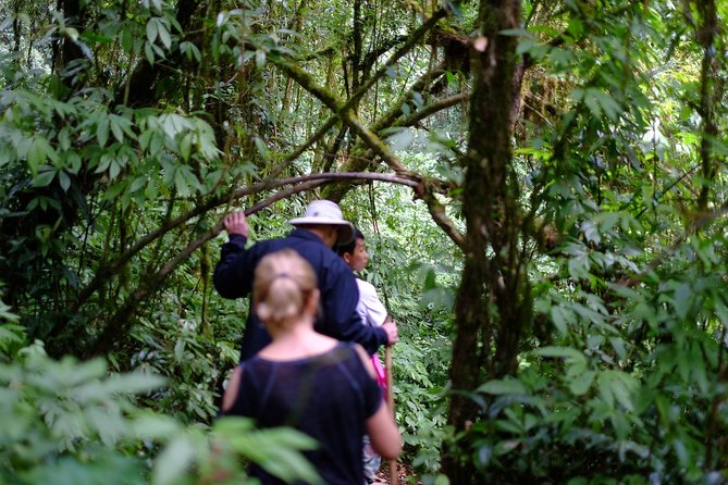 Inthanon Small-Group with Kew Mae Pan Trail from Chiang Mai include Lunch - Twin pagodas, Hmong market, and how the return drive works
