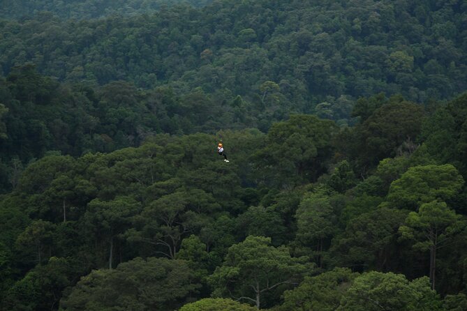 Jungle Flight Zipline Roller Coaster - The jungle roller coaster: a different kind of thrill