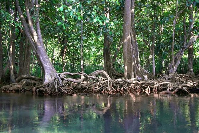 Kayaking in Ao Thalane - Discover the Mangrove life - Tha Pom Klong Song Nam, freshwater meets the sea
