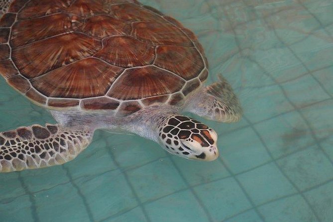 Khao Lak: Bamboo Rafting & Sea Turtle Conservation Center - Royal Thai Navy Sea Turtle Conservation Center: What You Learn