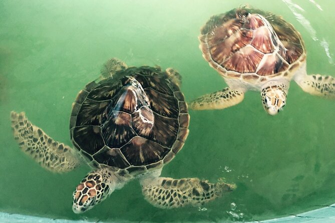 Khao Lak Eco-Safari: Elephants, Tsunami Museum, and Turtles - Tsunami Museum and Patrol Boat 813: Learning Through Place
