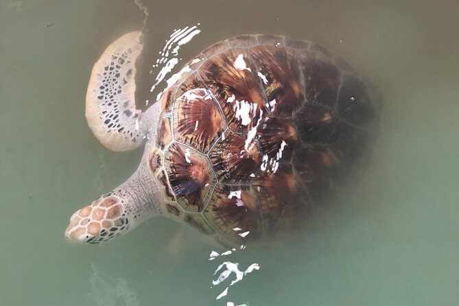 Khao Lak Eco-Safari: Elephants, Tsunami Museum, and Turtles - Getting Picked Up and Settling In With a Small Group