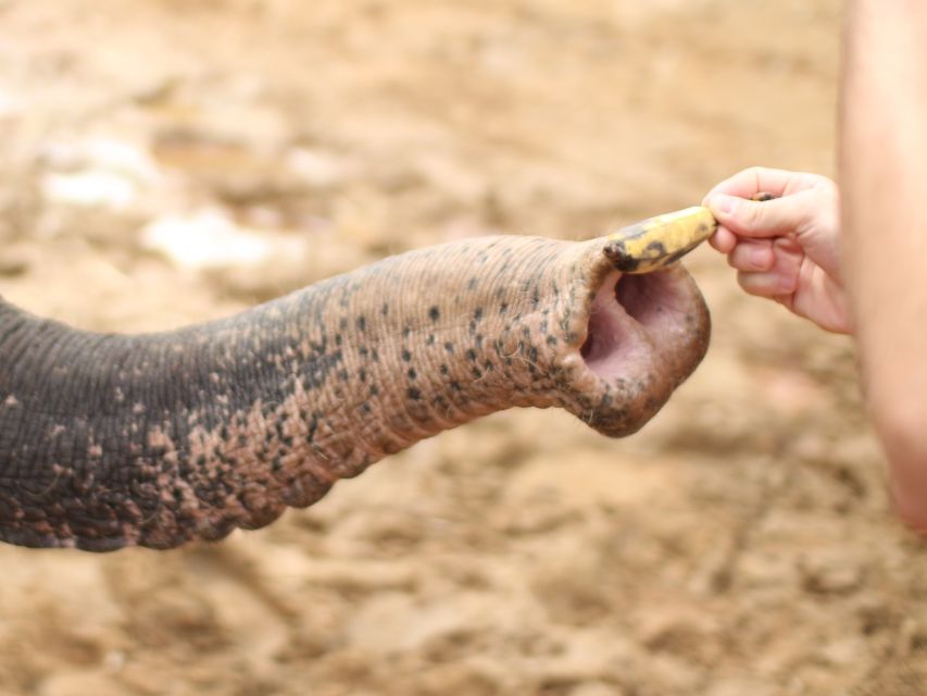 Khao Lak: Elephant Bathing and Turtle Center Visit - Key points to know before you go
