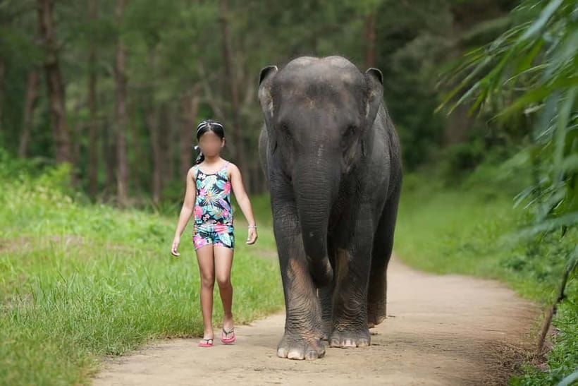 Khao Lak: Elephant Bathing and Turtle Center Visit - Elephant bathing with mahouts: what the experience really feels like
