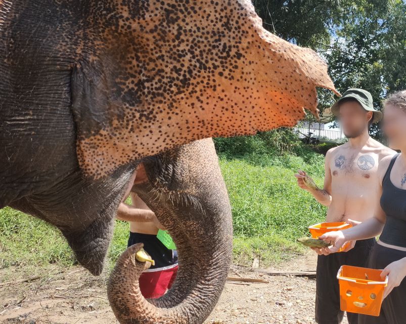 Khao Lak: Elephant Bathing and Turtle Center Visit - Mahout communication, plus guide energy you can feel