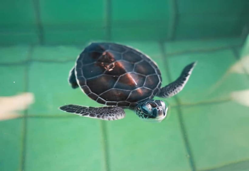 Khao Lak: Elephant Bathing and Turtle Center Visit - Ethics and animal welfare: how to judge this kind of elephant tourism