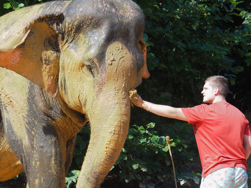 Khao Lak: Elephant Bathing and Turtle Center Visit - Cost and value: is $63 a fair deal for this combo?