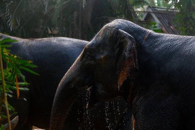 Khao Lak Elephant Sanctuary Full Day Small Group Tour - Key Highlights You’ll Feel Immediately