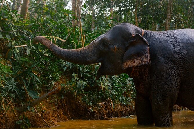 Khao Lak Elephant Sanctuary Full Day Small Group Tour - Why This Khao Lak Elephant Sanctuary Day Feels Different