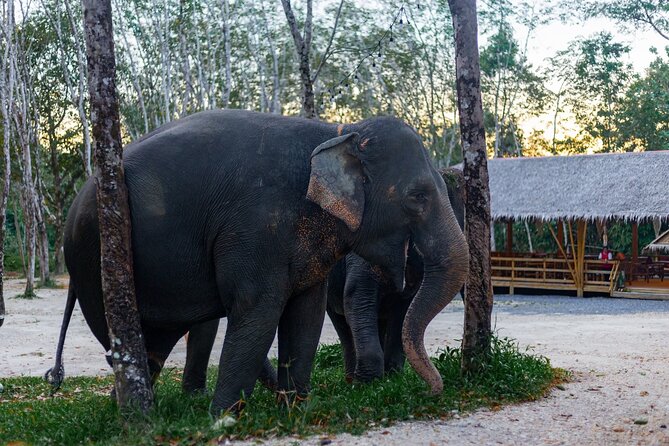 Khao Lak Elephant Sanctuary Full Day Small Group Tour - The Thai Cooking Class: Lunch You Help Create