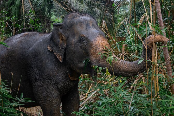 Khao Lak Elephant Sanctuary Full Day Small Group Tour - Getting There: Pickup, Mobile Ticket, and Small Group Size