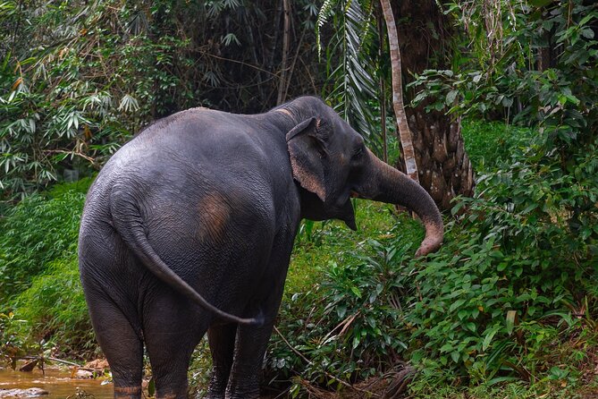 Khao Lak Elephant Sanctuary Full Day Small Group Tour - Watching the Feeding Ritual: What Caretakers Teach You