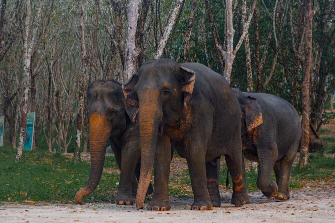Khao Lak Elephant Sanctuary Tour with Waterfall and Lunch - A half-day that hits three different kinds of nature time