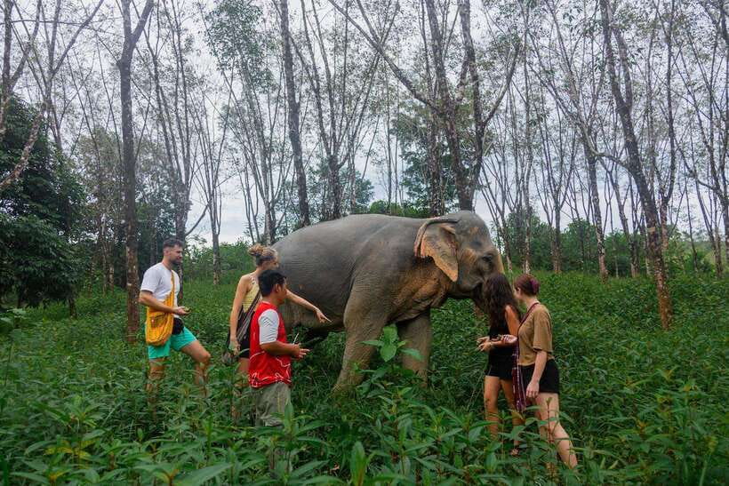 Khao Lak Guided Nature Walk & Elephant Experience - Khao Lak nature walk start: get there early, then slow down