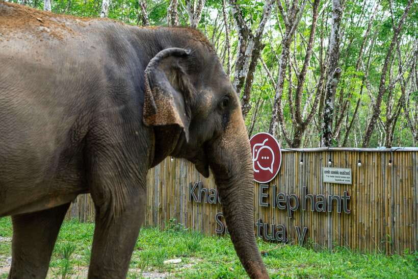 Khao Lak Guided Nature Walk & Elephant Experience - Price and value: is $51 worth it for what you get?