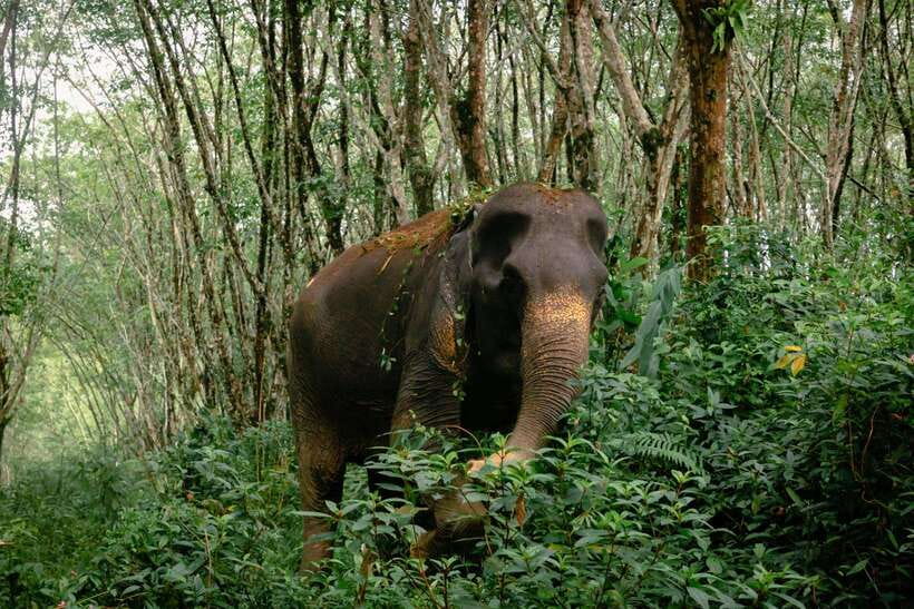 Khao Lak Guided Nature Walk & Elephant Experience - FAQ