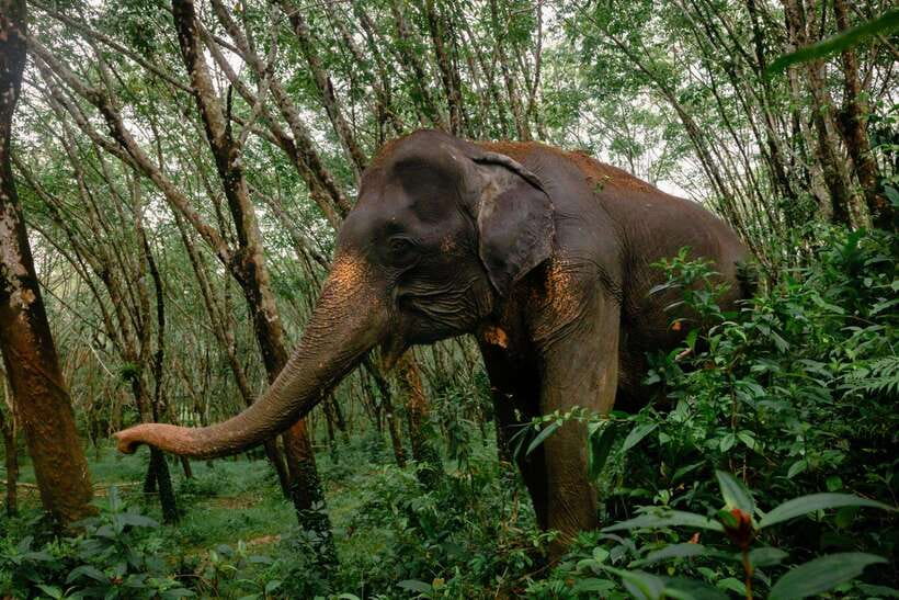 Khao Lak Guided Nature Walk & Elephant Experience - The elephant sanctuary: a calmer encounter with real rules
