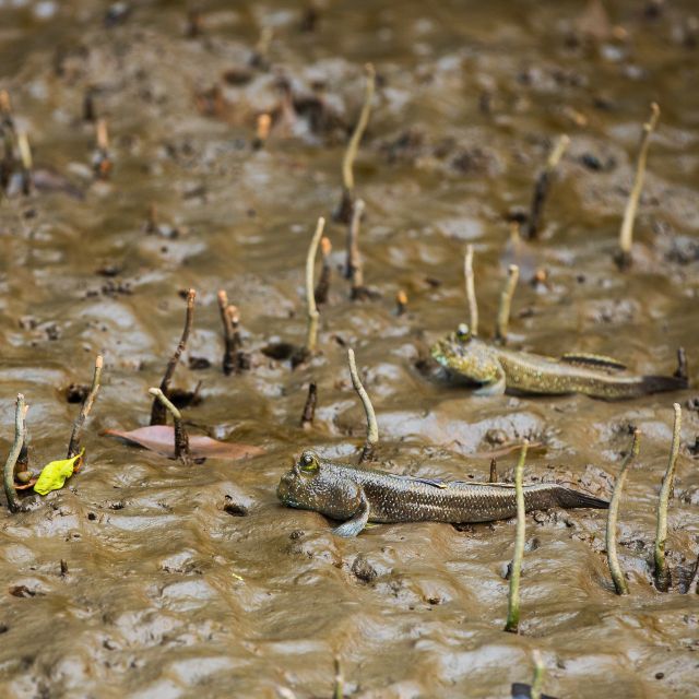 Khao Lak: Little Amazon Canoe Ride & Tam Nang Waterfall Tour - The Little Amazon canoe ride: mangroves, banyan roots, and spotted snakes