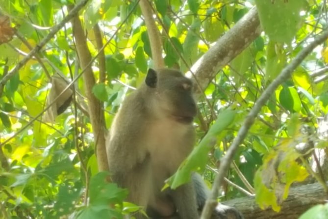 Khao Lak Mangrove Explorers - From Longtail Boat to Floating Base: Getting Deeper Into the Mangroves