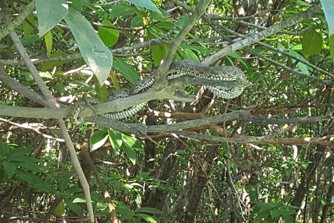 Khao Lak Mangrove Explorers - Who This Mangrove Kayak Tour Fits Best