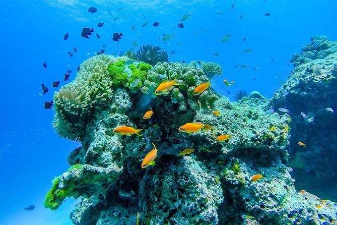 Khao Lak/Phuket: Wow Andaman Snorkeling Trip to Surin Islands - Who this trip fits best