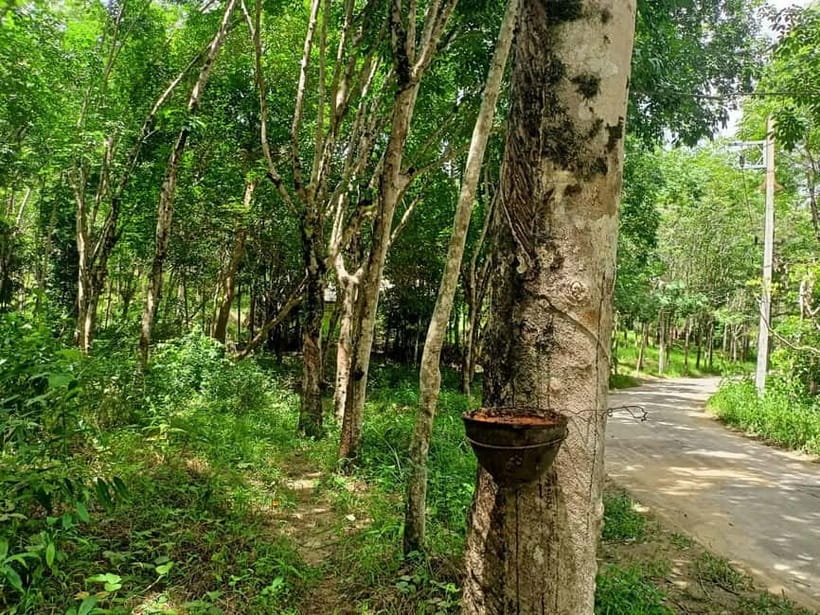 Khao Lak’s Best: Elephant Sanctuary,Rubber Tapping&Waterfall - Key things to look for