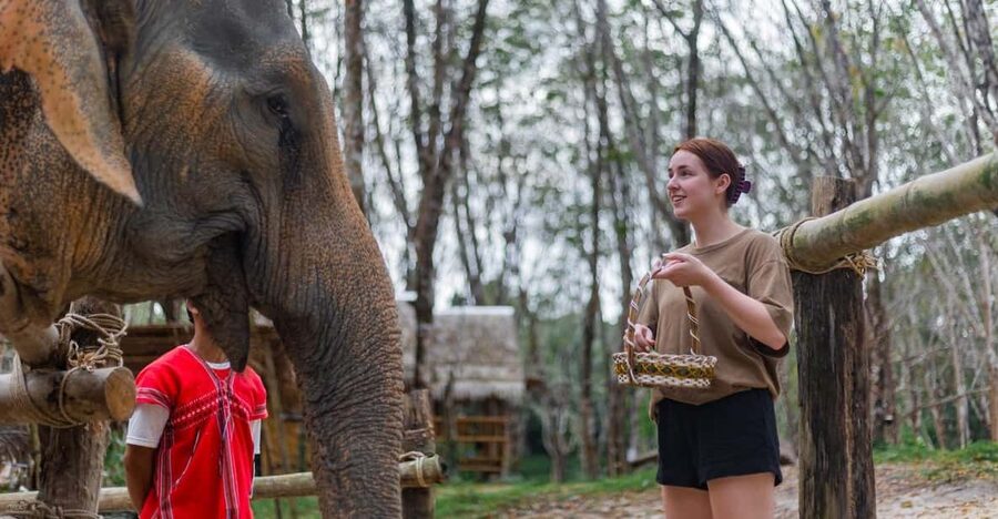 Khao Lak’s Best: Elephant Sanctuary,Rubber Tapping&Waterfall - Rubber Plantation Education: tapping latex the practical way