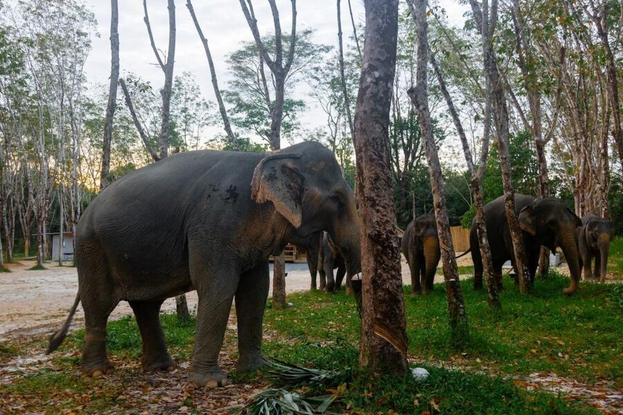 Khao Lak’s Best: Elephant Sanctuary,Rubber Tapping&Waterfall - Should you book this Khao Lak elephant, rubber, and waterfall tour?