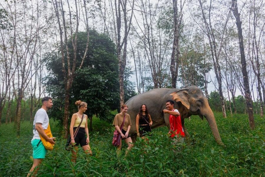 Khao Lak: Waterfall,Sea Turtle,Elephant Care,Meal & Transfer - Key points worth getting excited about