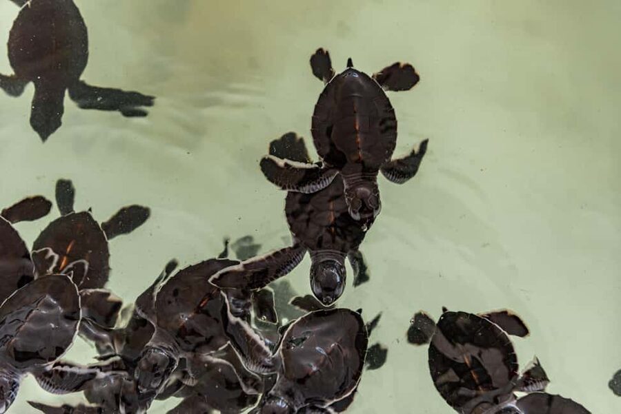 Khao Lak: Waterfall,Sea Turtle,Elephant Care,Meal & Transfer - Should you book the Khao Lak elephant, waterfall, and turtle combo?