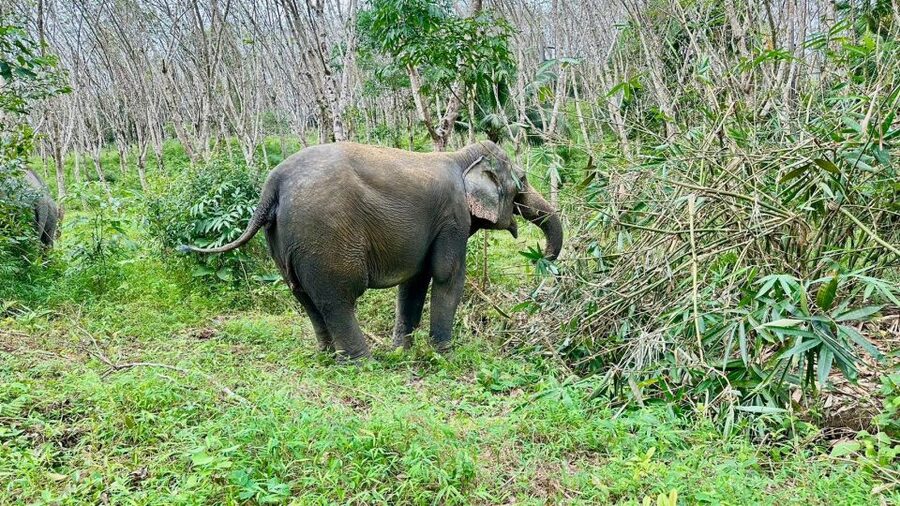 Khao Lak: Waterfall,Sea Turtle,Elephant Care,Meal & Transfer - Sea Turtle Conservation Center, baby turtles, and why it matters