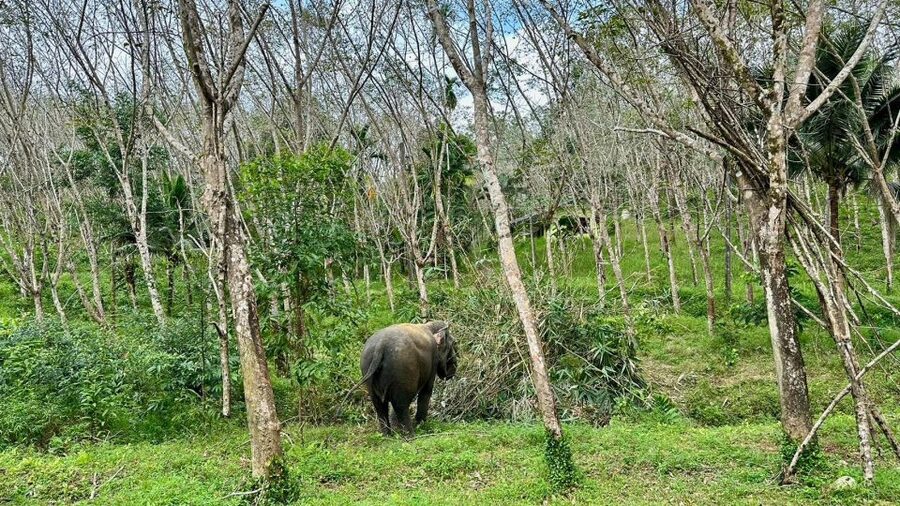 Khao Lak: Waterfall,Sea Turtle,Elephant Care,Meal & Transfer - The guided hour and the Thai lunch that keeps energy steady