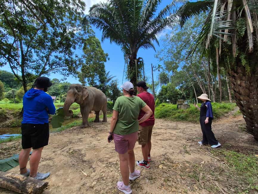 Khao Lak: Waterfall,Sea Turtle,Elephant Care,Meal & Transfer - Who this tour is best for, and what you should watch out for