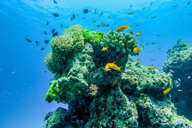 Khao Lak: Wow Andaman Snorkeling Trip to Similan Islands - Snorkeling Real Talk: Visibility, Crowds, and Coral Expectations