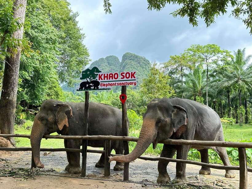 Khao Sok: Ethical Elephant Experience & Nature Walk - Key highlights to know before you go