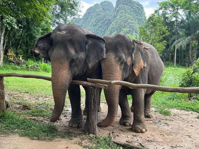 Khao Sok: Ethical Elephant Experience & Nature Walk - Why Khao Sok’s ethical elephant experience feels different