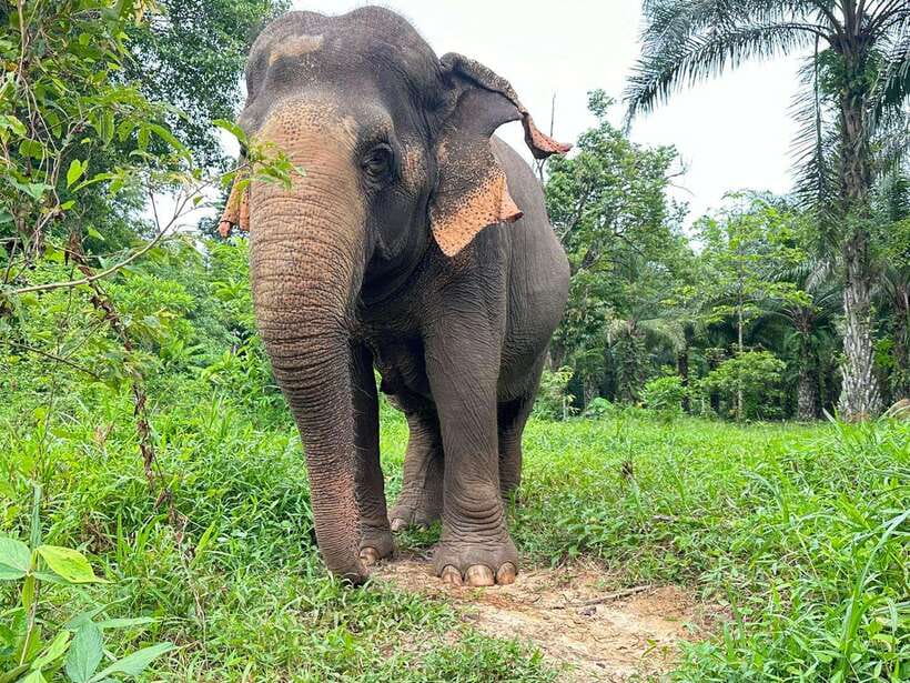 Khao Sok: Ethical Elephant Experience & Nature Walk - The guided nature walk through Khao Sok National Park