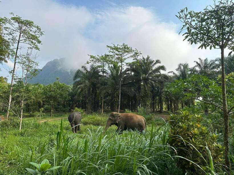 Khao Sok: Ethical Elephant Experience & Nature Walk - Price and value: what about $41 really includes