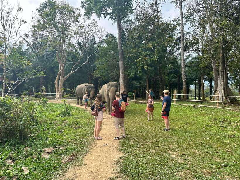 Khao Sok: Ethical Elephant Experience & Nature Walk - Who should book this, and who should plan differently